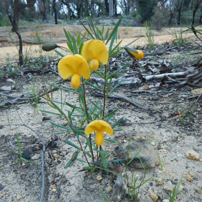 Gompholobium grandiflorum