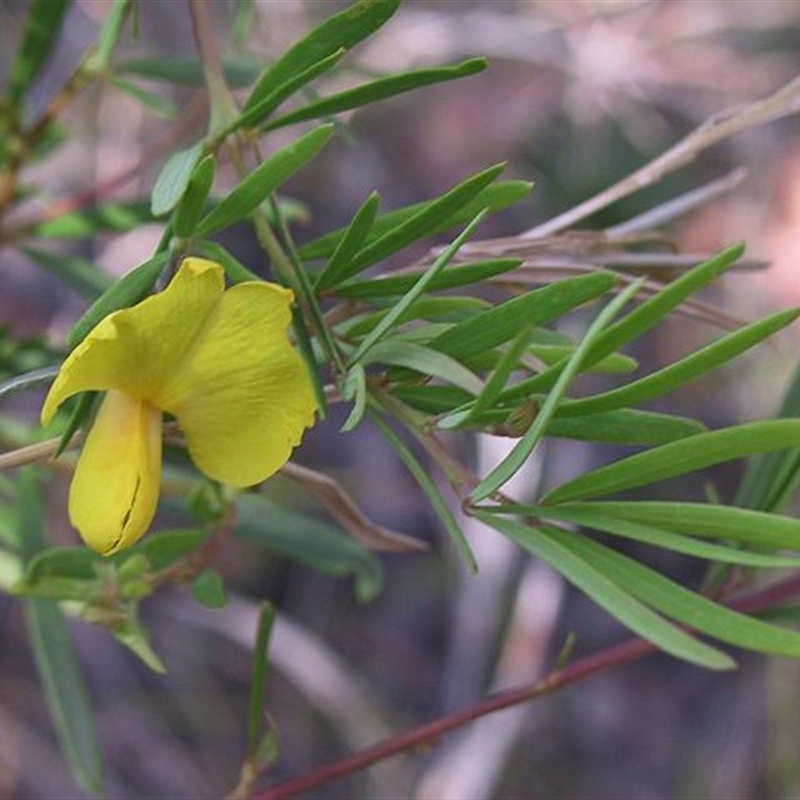 Gompholobium latifolium