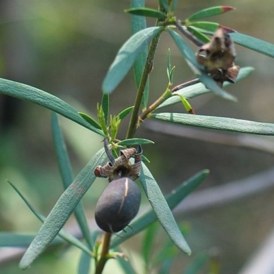 Gompholobium latifolium