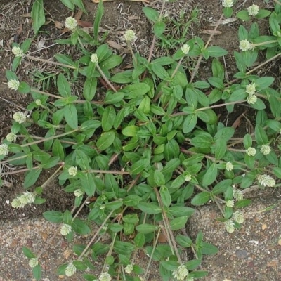 Gomphrena celosioides