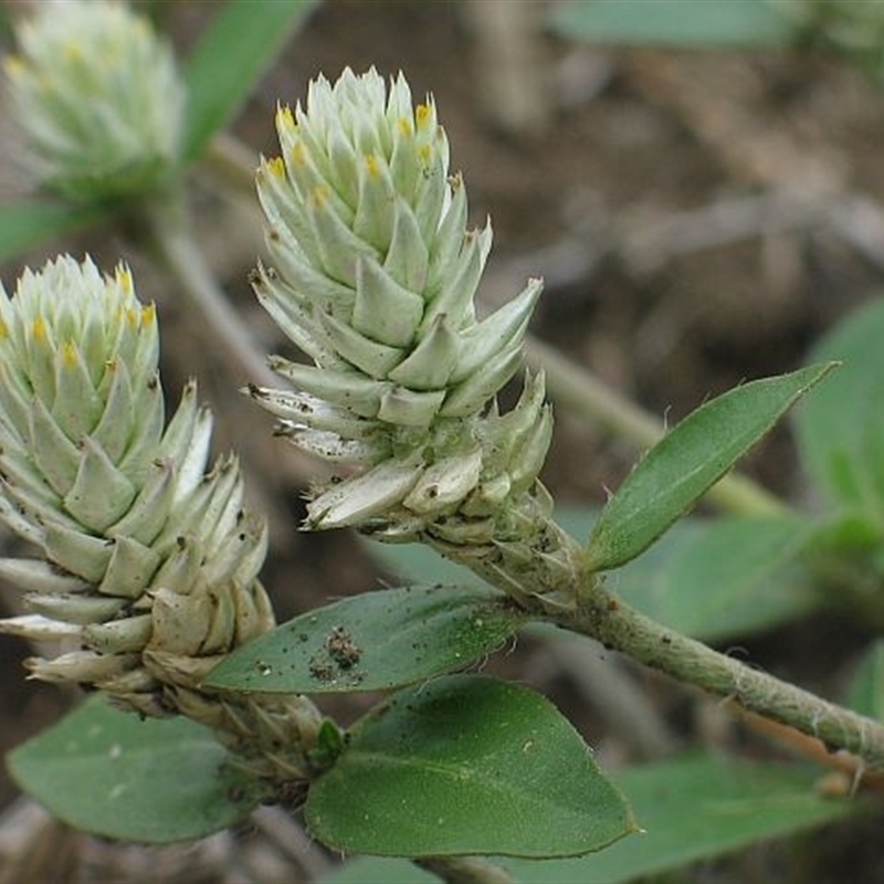 Gomphrena celosioides