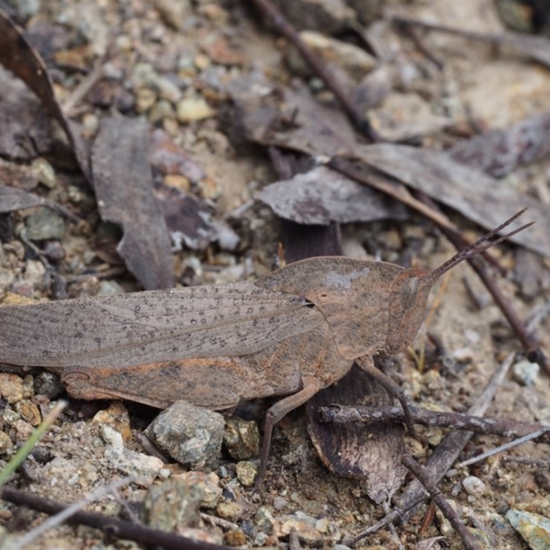 Goniaea australasiae