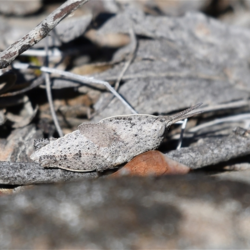 Goniaea australasiae