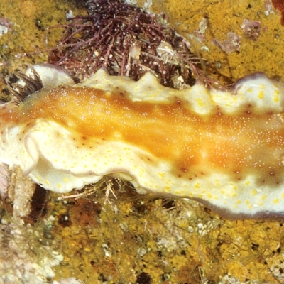 Goniobranchus aureopurpureus