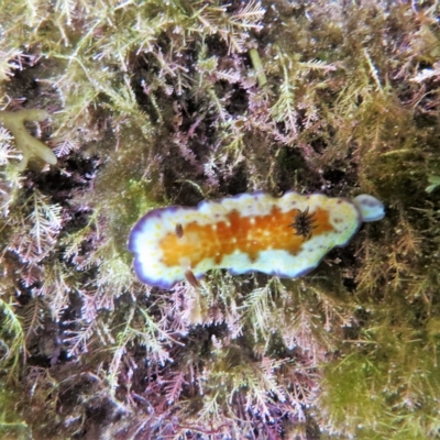 Goniobranchus collingwoodi