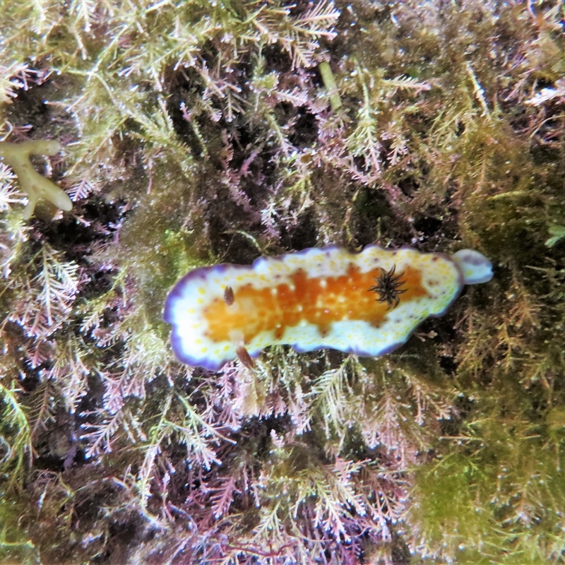 Goniobranchus collingwoodi