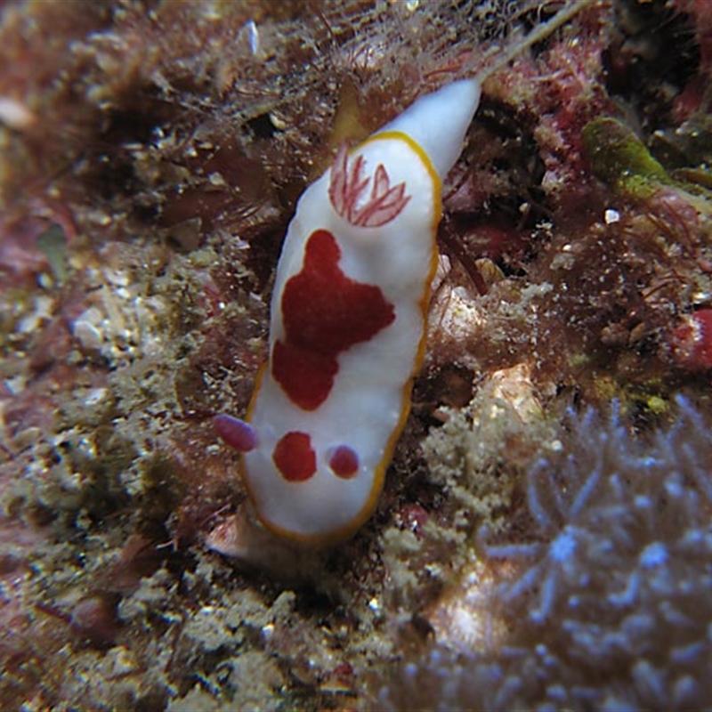 Goniobranchus splendidus