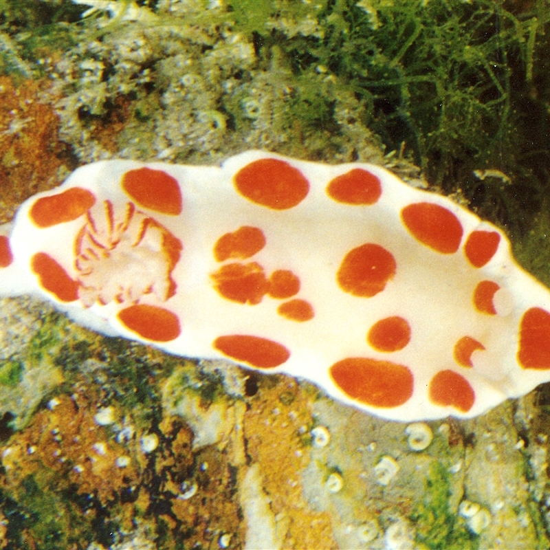 Goniobranchus tasmaniensis