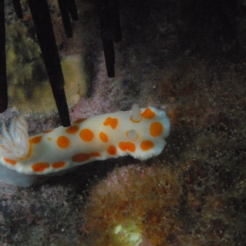 Goniobranchus tasmaniensis