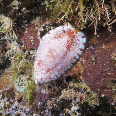 Goniobranchus tinctorius