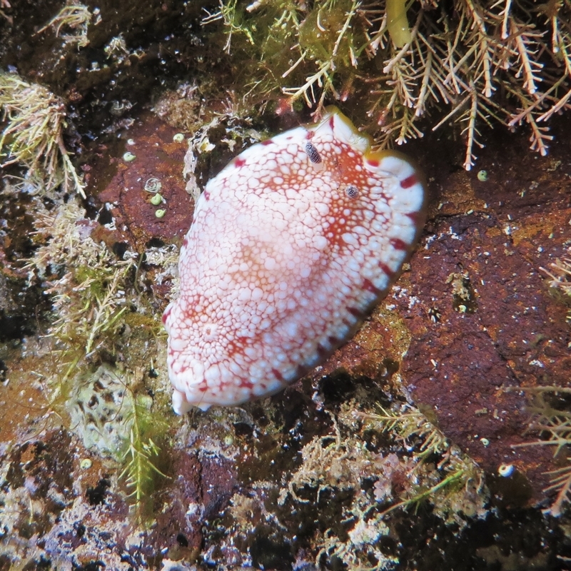 Goniobranchus tinctorius