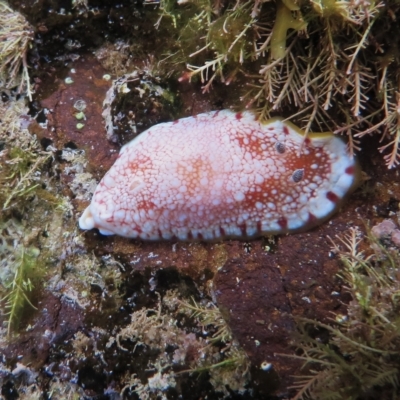 Goniobranchus tinctorius