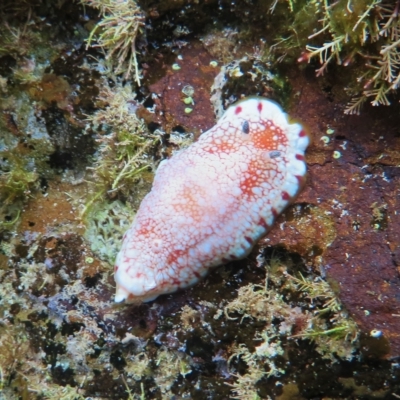 Goniobranchus tinctorius