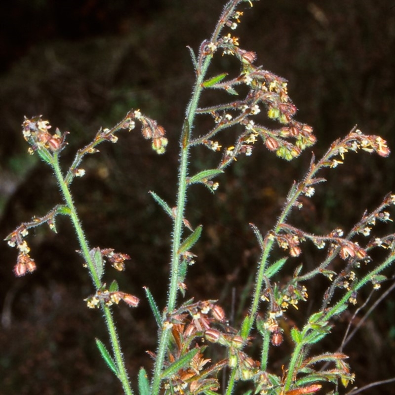 Gonocarpus elatus