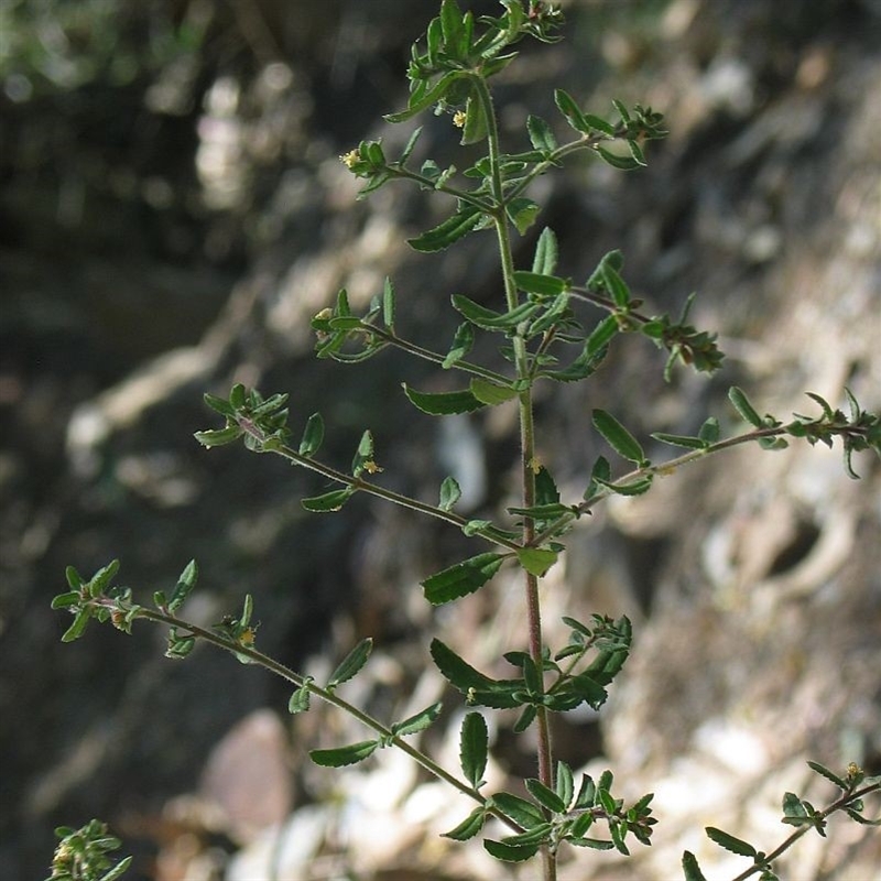 Gonocarpus longifolius