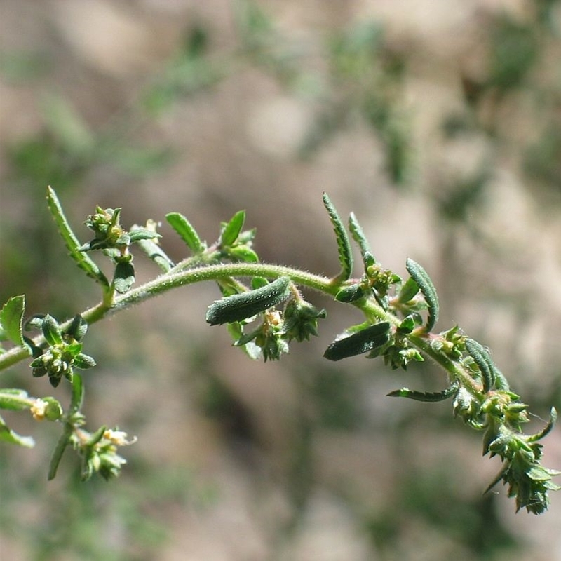 Gonocarpus longifolius