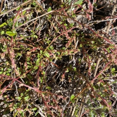 Gonocarpus micranthus