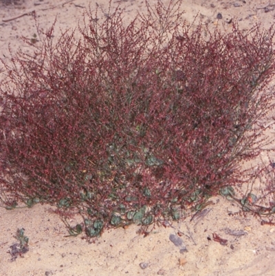 Gonocarpus micranthus subsp. micranthus