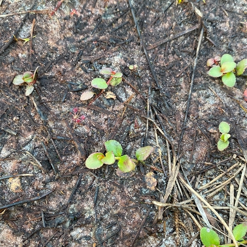 Gonocarpus micranthus subsp. ramosissima