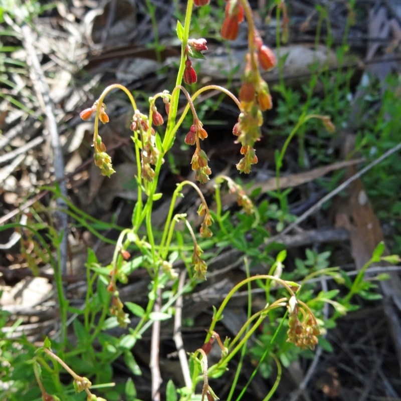 Gonocarpus sp.