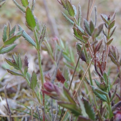 Gonocarpus tetragynus