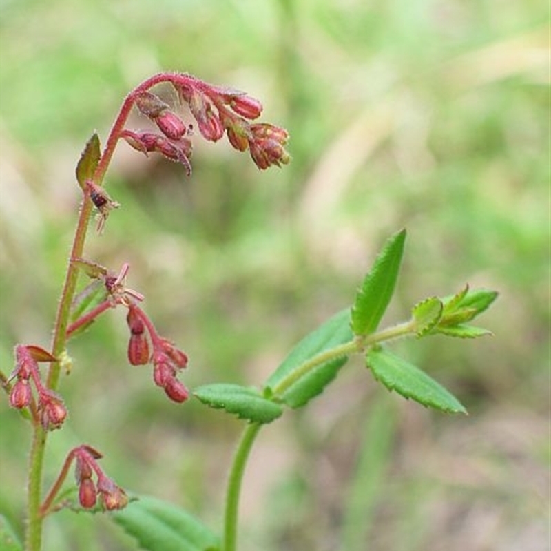 Gonocarpus teucrioides