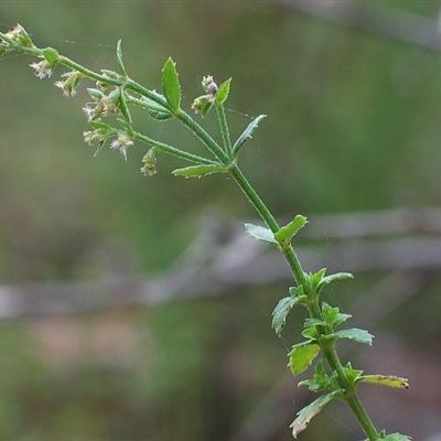 Gonocarpus teucrioides