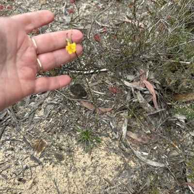 Goodenia bellidifolia