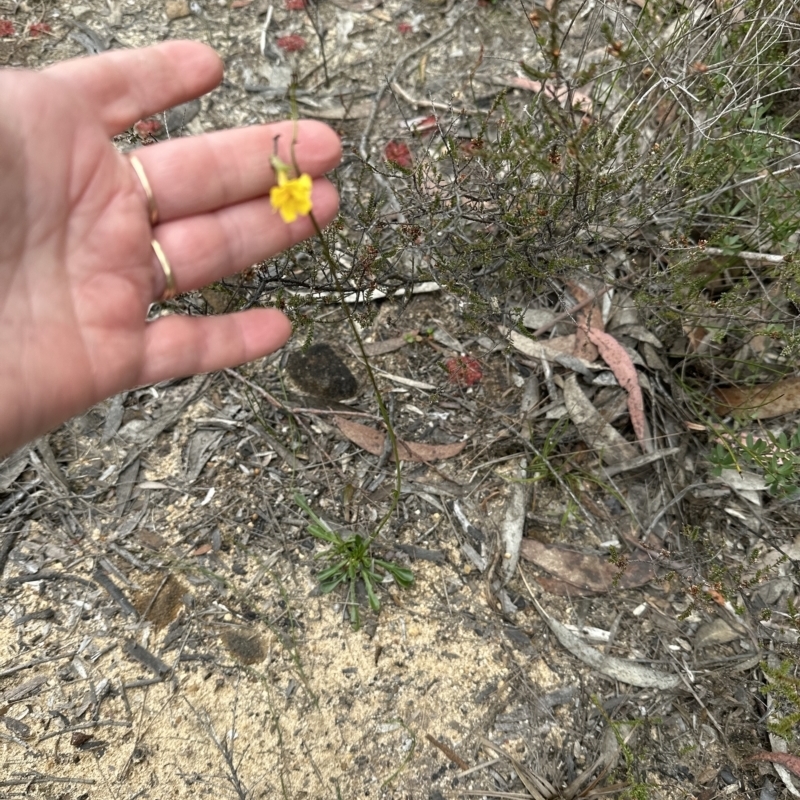 Goodenia bellidifolia