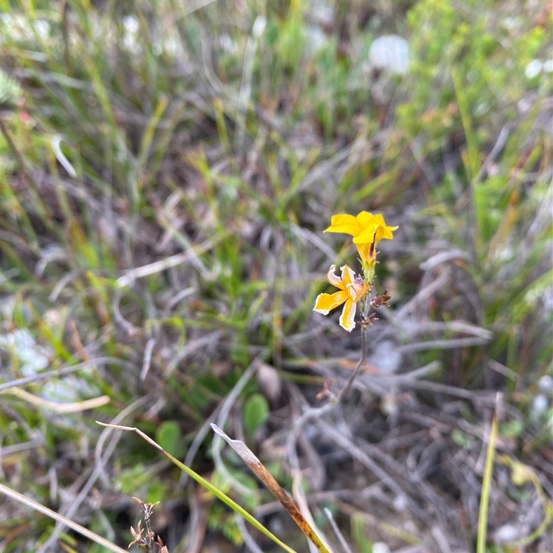 Goodenia bellidifolia