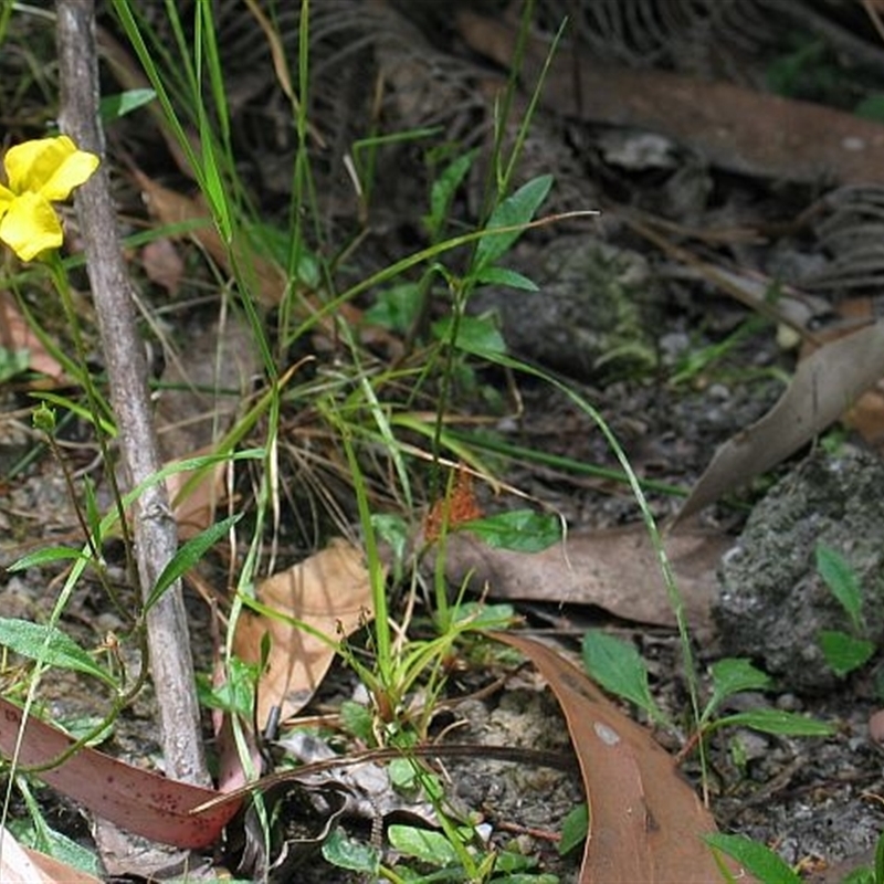 Goodenia elongata