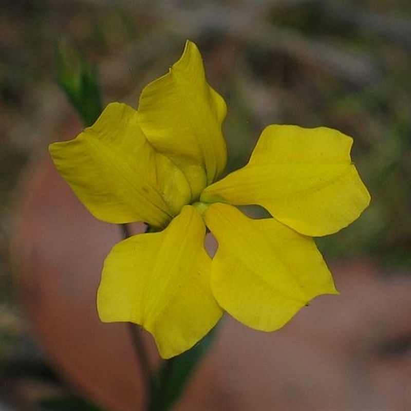 Goodenia elongata