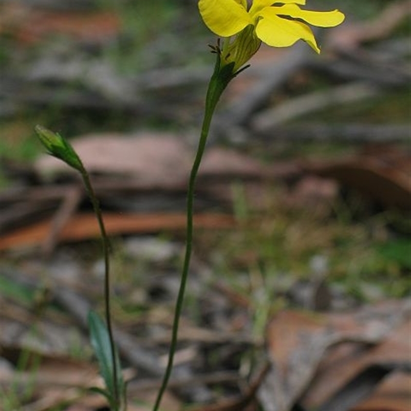 Goodenia elongata