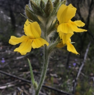 Goodenia glomerata