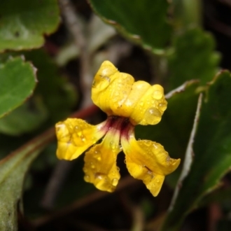 Goodenia hederacea subsp. alpestris