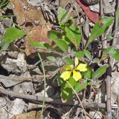 Goodenia hederacea subsp. hederacea