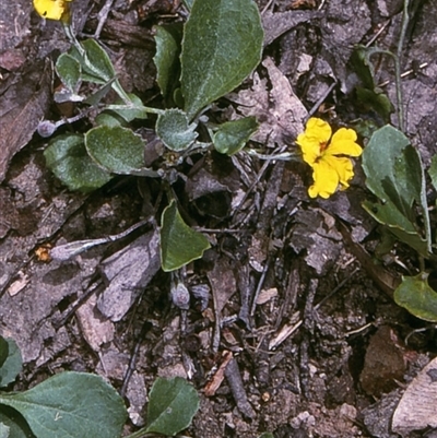 Goodenia hederacea subsp. hederacea