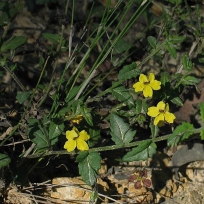 Goodenia heterophylla subsp. eglandulosa