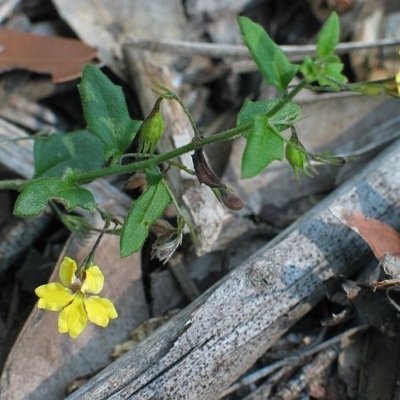 Goodenia heterophylla subsp. eglandulosa