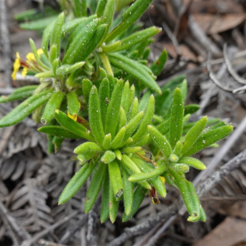 Goodenia heterophylla subsp. montana