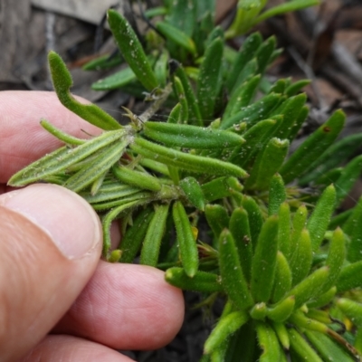 Goodenia heterophylla subsp. montana
