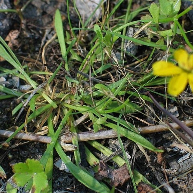 Goodenia humilis