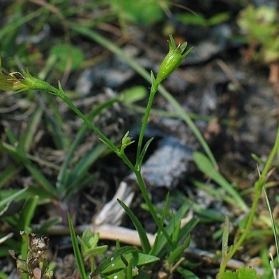 Goodenia humilis