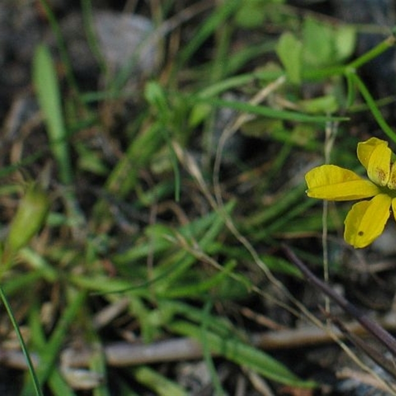 Goodenia humilis