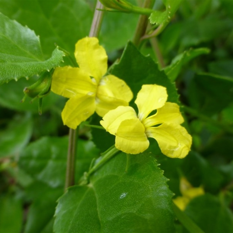 Goodenia ovata