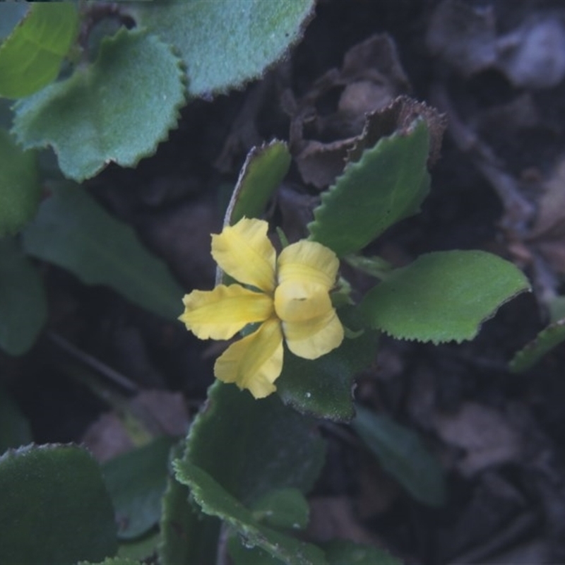 Goodenia ovata