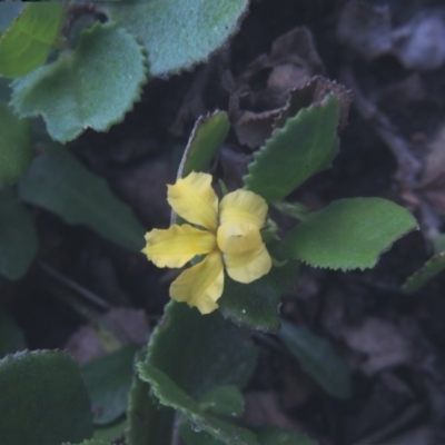 Goodenia ovata