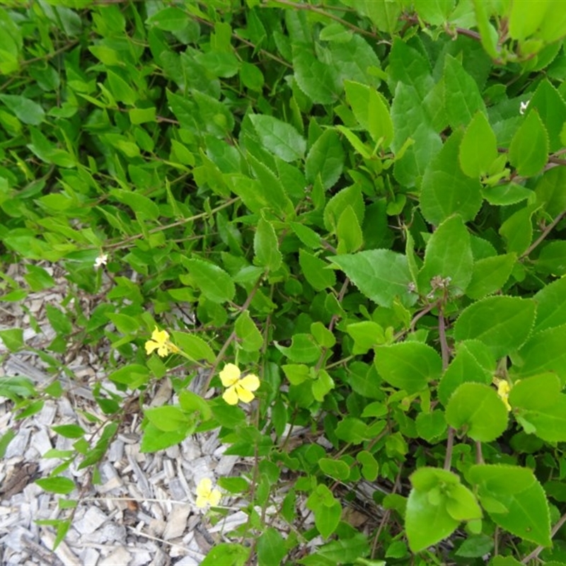 Goodenia ovata