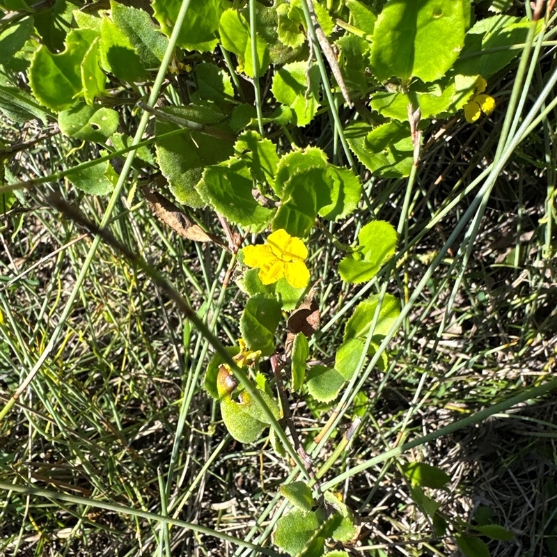 Goodenia ovata