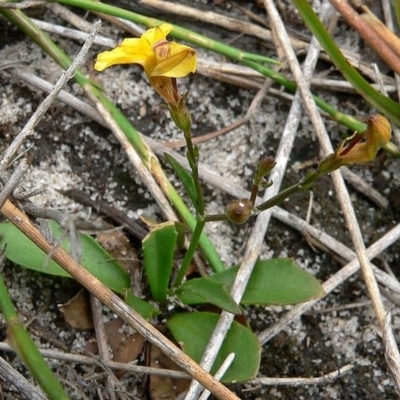 Goodenia paniculata
